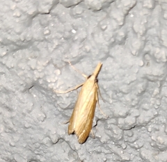 Scirpophaga incertulas
