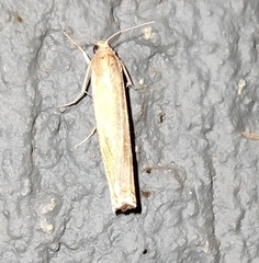 Agriphila tristella