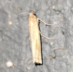 Agriphila tristella