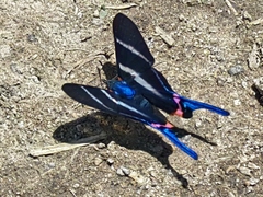Rhetus arcius