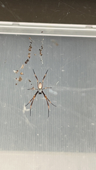 Trichonephila plumipes