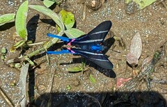 Rhetus arcius