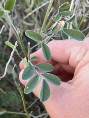 Indigofera lindheimeriana