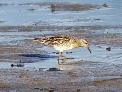Calidris acuminata