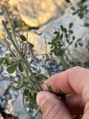 Indigofera lindheimeriana