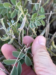 Indigofera lindheimeriana