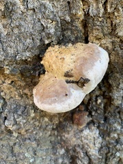 Fomitopsis schrenkii