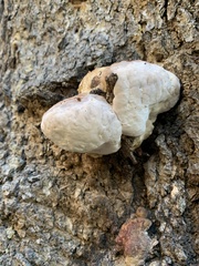 Fomitopsis schrenkii