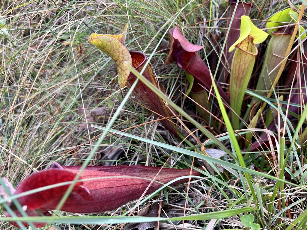 Sarracenia × catesbaei; photograph author not stated, no rights reserved