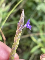 Stachytarpheta jamaicensis