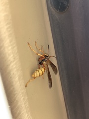 Mischocyttarus flavitarsis