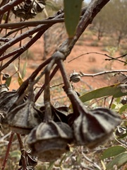 Eucalyptus kingsmillii