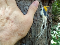 Cerogenes auricoma
