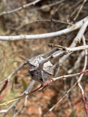 Eucalyptus kingsmillii