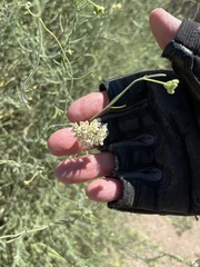 Funastrum hirtellum