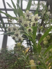 Gomphocarpus physocarpus