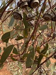 Eucalyptus kingsmillii