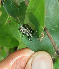 Apateticus lineolatus