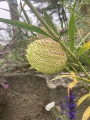 Gomphocarpus physocarpus
