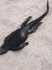 Amblyrhynchus cristatus