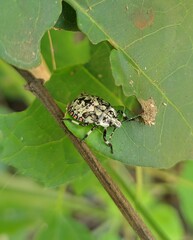 Apateticus lineolatus