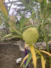 Gomphocarpus physocarpus