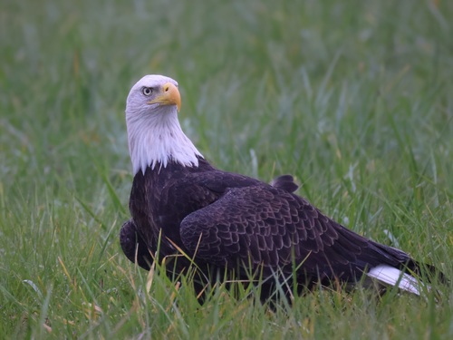Bald Eagle photographed in Pennsylvania