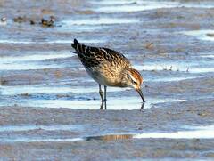 Calidris acuminata