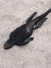 Amblyrhynchus cristatus