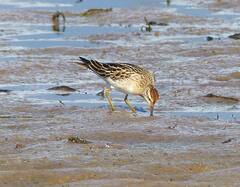 Calidris acuminata