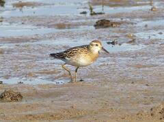 Calidris acuminata