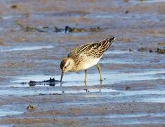 Calidris acuminata