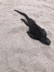 Amblyrhynchus cristatus