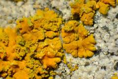 Polycauliona stellata