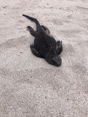 Amblyrhynchus cristatus