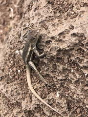 Microlophus bivittatus