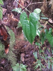 Dioscorea seriflora