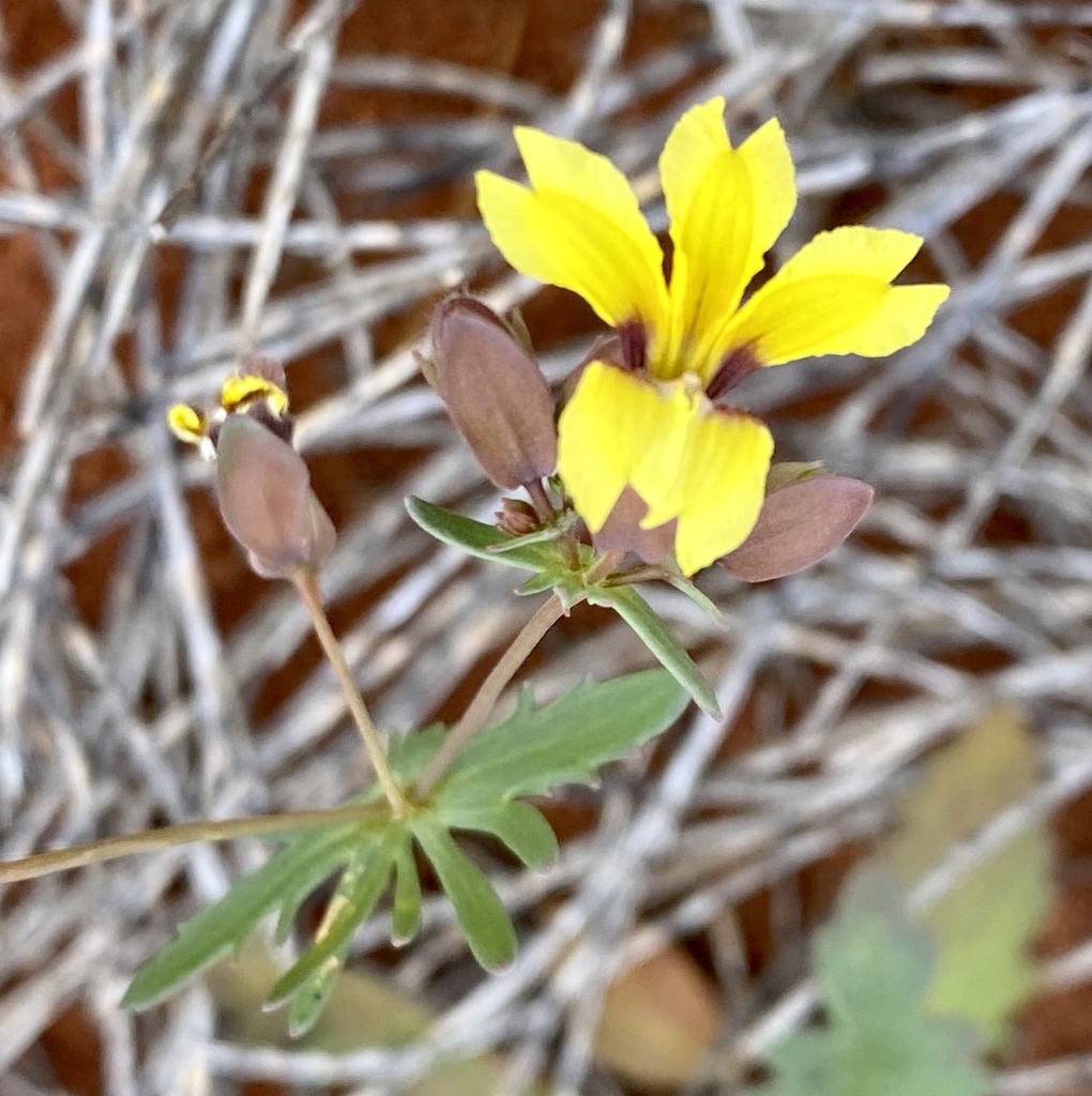 Goodenia capillosa