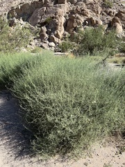 Funastrum hirtellum