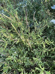 Stachytarpheta jamaicensis