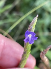 Stachytarpheta jamaicensis