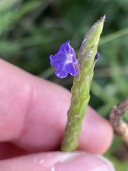 Stachytarpheta jamaicensis