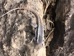 Microlophus bivittatus