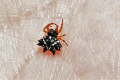Austracantha minax