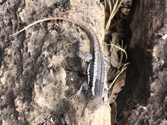 Microlophus bivittatus