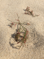 Polygonella articulata