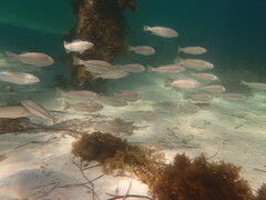 Helotes octolineatus