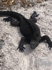 Amblyrhynchus cristatus