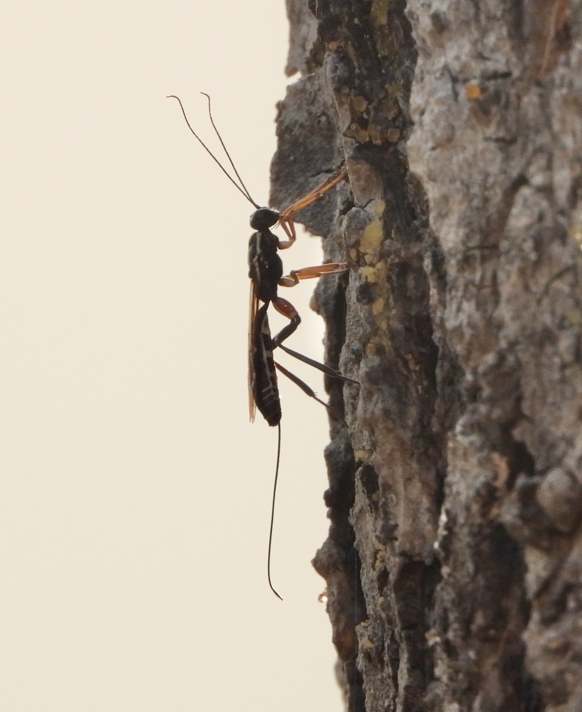Xorides insularis