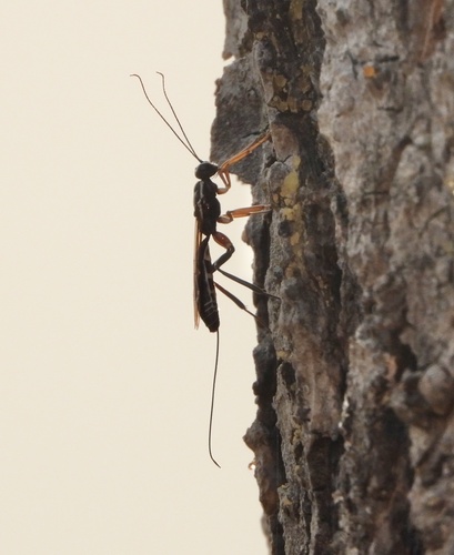 Xorides insularis